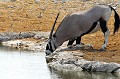 Cette magnifique antilope, photographiée au point d'eau, est capable de survivre dans les déserts du Namib et du Kalahari. A l'ombre le jour, l'Oryx circule la nuit, se nourrissant d'herbes ou feuilles coriaces du désert et déterrant les tubercules, racines et bulbes dont il tire assez d'eau pour ses besoins. A noter aussi que son réseau sanguin nasal contribue à réguler sa température. oryx,gemsbok,namibie,afrique. 