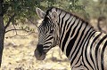  zebre,etosha,namibie,afrique. 