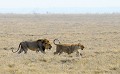  lions,namibie,afrique. 