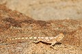 (Aporosaura anchieta) Le Lézard des dunes se confond avec son environnement. lezard,dunes,namib,namibie,afrique. 