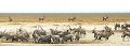 Une harde d'Oryx s'approprie un point d'eau, sous la garde vigilante de quelques sentinelles... oryx,namibie,afrique. 