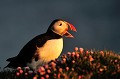 (Fratercula arctica) En mai et juin, le soleil ne se couche quasiment pas sur l'Islande. On peut observer et photographier les oiseaux dans des conditions de lumière exceptionnelles... macareux,moine,latrapjarg,islande. 