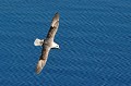 (Fulmarus glacialis) Le Fulmar boréal vole à la manière des Albatros, en se laissant porter par les ascendances au creux des vagues et peut ainsi parcourir de nombreux kilomètres, pratiquement sans le moindre battement d'ailes, pour aller chercher sa nourriture. Il a une envergure de 2 mètres. fulmar,boreal,flatey,islande. 