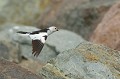 (Plectrophenax nivalis) Cet oiseau habite la côte rocailleuse de l'Islande. Le nid est bien abrité entre des rochers, dans un trou de mûr ou dans un tas de bois. C'est la femelle qui le bâtit et couve les 4 à 6 œufs. Il n'y a qu'une seule ponte durant le bref été arctique. Le mâle nourrit la famille... bruant,neige,jokulsarlon,islande. 