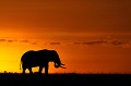  masai,mara,elephant,Kenya 