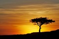  paysage,masai,mara,kenya. 