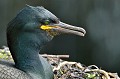 (Phalacrocorax aristotelis) Cormoran huppé. cormoran,huppe,ile,inner,iles,farne,angleterre. 