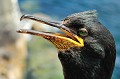 (Phalacrocorax aristotelis) Cormoran huppé. cormoran,huppe,ile,inner,iles,farne. 