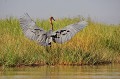 (Ardea Goliath) L'envergure des ailes du Héron Goliath peut atteindre 2,10 mètres... Ce superbe oiseau se nourrit de poissons, batraciens, petits rongeurs, reptiles et invertébrés. Il est plutôt solitaire. Il niche pendant la saison des pluies. La femelle peut pondre 3 à 4 œufs... heron,goliath,baringo,kenya. 