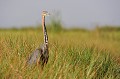(Ardea Goliath) Le Héron Goliath vit dans les zones humides, lacs, marais, mangroves et rivières. Présent en Afrique, au sud du Sahara, on peut le rencontrer aussi au sud de l'Iran et au Bangladesh. Cet oiseau a une espérance de vie de 22 ans. heron,goliath,baringo,kenya. 