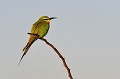 (Merops persicus) Ce bel oiseau très coloré vit dans les zones semi-désertiques, proches des rivières, lacs et marais. Il se nourrit d'insectes (abeilles, guêpes et frelons...). guepier,perse,baringo,kenya. 