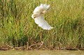 (Ardeola ralloides) En vol, ses ailes blanches contrastent avec la couleur ocre clair de son corps. Le Crabier chevelu est un oiseau migrateur. Il hiverne dans le sud de l'Afrique. crabier,chevelu,baringo,kenya. 