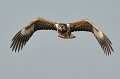 (Haliaeetus vocifer) Le Pygargue vocifère juvénile présente une livrée brun-noir variable. Le mâle est souvent plus foncé que la femelle. La coiffe est sombre et les joues pâles. Des stries sont présentes sur le manteau et les ailes. La cire et les pattes sont grises. Il n'obtiendra l'intégralité du plumage adulte que vers l'âge de cinq ans. pygargue,vocifere,baringo,kenya. 