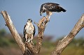 (Haliaeetus vocifer) Deux Aigles-pêcheurs juvéniles (peut-être parents ?) partagent le même perchoir, mais avec chacun son butin ! pygargues,vociferes,baringo,kenya. 