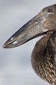 (Anastomus lamelligerus) Le nom "Bec-ouvert africain" est lié aux mandibules de l'oiseau. L'une est rectiligne, l'autre courbe, les deux se rejoignant à leur extrémité et libérant un espace de quelques millimètres... bec,ouvert,africain,bogoria,kenya. 