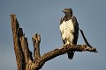 (Polemaetus bellicosus) L'Aigle martial est le plus grand des aigles de la savane africaine. Avec son ventre blanc tacheté de noir, son magnifique port de tête, il est tout simplement majestueux. aigle,martial,samburu,kenya. 