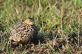 (Pterocles exustus) Cet oiseau vit au sol, dans les déserts et zones herbeuses. Le Ganga ressemble au produit d'un croisement entre un pigeon et une perdrix... ganga,ventre,brun,samburu,kenya. 