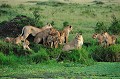Réuni au bord d'une petite rivière, recouverte de jacinthes d'eau et occupée par quelques hippopotames, ce groupe de lions se demande comment franchir ce point d'eau pour aller chasser en face... lions,masai,mara,kenya. 