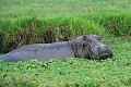 L'hippopotame apprécie peu le voisinage des lions... hippopotame,masai,mara,kenya. 