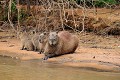 Appelé "seigneur des herbes" par les indiens, le Capybara est le plus gros rongeur du monde. Il est très présent en Amérique du Sud. Ce mammifère vit en groupe, parfois d'une vingtaine d'individus. Le groupe est dirigé par un mâle qui marque son territoire. Les femelles sont solidaires entre elles et s'occupent indifféremment des petits du groupe... La femelle peut avoir de 2 à 8 petits par portée. La gestation dure 130 jours... capybara,pantanal,bresil. 