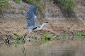 (Ardea cocoi) heron,cocoi,pantanal,bresil. 