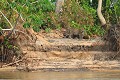 C'est le premier Jaguar aperçu sur la berge du fleuve Paraguay. Les Jaguars se nourrissant principalement de caïmans (80 %) et de capybaras (20 %), on les rencontre très souvent au bord de l'eau... jaguar,pantanal,bresil. 