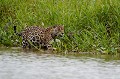 Il s'agit vraisemblablement d'un chef de clan. Ce gros mâle a été blessé à la tête et à l'épaule, à la suite d'une lutte de pouvoir avec un autre mâle. Le fauve rôde au bord de l'eau, à la recherche d'une proie... jaguar,pantanal,bresil. 