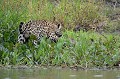 Le pelage du Jaguar est généralement jaune tacheté, mais peut être aussi brun et parfois noir. Certains jaguars touchés par un mélanisme profond sont connus sous le nom de "panthères noires". L'animal présent sur cette vue est couvert de rosettes favorisant son camouflage dans la forêt... jaguar,pantanal,bresil. 
