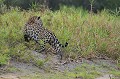 Félin trapu, court sur pattes, le jaguar est très habile à l'escalade, l'exploration et la natation. Au Pantanal, les mâles pèsent en moyenne 100 Kg et les femelles 70 kg. Un mâle peut "traîner" dans ses mâchoires une proie de 300 kg !!! Contrairement au léopard, le jaguar ne met pas ses victimes à l'abri des autres prédateurs, dans les arbres, pour la simple raison qu'il n'a pas de prédateur... jaguar,pantanal,bresil. 