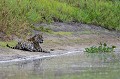 Selon l'UICN (Union Internationale pour la Conservation de la Nature) le Jaguar est menacé d'extinction en Amérique du Sud, du fait de l'extension des activités humaines qui réduit son espace vital et des conflits avec les éleveurs et les agriculteurs... Au Pantanal, l'animal reste très protégé. jaguar,pantanal,bresil. 
