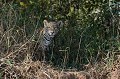 Cette belle femelle Jaguar, fondue dans les broussailles, est à la recherche d'une proie... jaguar,pantanal,bresil. 
