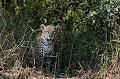 Lorsqu'il quitte sa mère, le Jaguar est solitaire et territorial. Les adultes ne se regroupent que dans les phases de séduction et de reproduction. Le territoire est marqué par les griffures sur les arbres et les dépôts d'urine. Le territoire des mâles est généralement deux à trois fois plus grand que celui des femelles... jaguar,pantanal,bresil. 