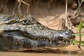  caiman,yacare,pantanal,bresil. 