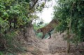 Ce Jaguar, entrevu sur le bord de la rivière Cuiabá, est muni d'un collier émetteur, mis en place par les Rangers, pour suivre ses déplacements et comprendre son comportement. Les autorités brésiliennes travaillent à la protection de ce merveilleux félin ! jaguar,pantanal,bresil. 