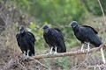 (Coragyps atratus) vautours,moine,pantanal,bresil. 