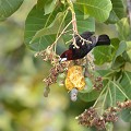 (Ramphocelus carbo) Appelé aussi "Tangara jacapa" ce passereau de taille moyenne au plumage noir velouté, à la gorge et poitrine rouge cramoisi se distingue par son bec de couleur argent brillant. Il se nourrit de fruits, d'insectes et d'invertébrés. Son nid, en forme de coupe, est construit dans un buisson. La femelle pond de deux à trois œufs. L'incubation dure 13 jours et les poussins quittent le nid 12 jours après l'éclosion... La maturité sexuelle survient à l'âge de 10 mois. tangara,bec,argent,pantanal,bresil. 