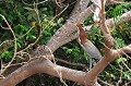 (Tigrisoma lineatum) Cet oiseau établit son nid, soit dans les arbres à une hauteur de 7 mètres maximum, soit à terre, à partir de quelques brins de paille. La femelle dépose un à deux œufs qu'elle couve pendant un mois. Les parents nourrissent les petits à la tombée de la nuit, par régurgitation... onore,raye,pantanal,bresil. 