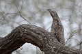 (Nyctibius grandis) Ce prédateur nocturne est un oiseau rare et extraordinaire. Proche de l'Engoulevent, il est sédentaire, vit dans la forêt dense de basse altitude. Dans la journée, on peut l'observer posé à la verticale sur une souche d'arbre. Son plumage gris lui permet de se fondre parfaitement au milieu des branches. Il chasse la nuit les grands coléoptères et aussi les chauve-souris. La période de reproduction s'étend de février à août. La femelle dépose un œuf. Celui-ci est couvé par les deux parents pendant un mois. L'oisillon devient autonome au bout de deux mois. Les prédateurs des nids sont les singes. 
Le défrichement de la forêt constitue une menace pour la survie de cette espèce... grand,ibijau,pantanal,bresil. 