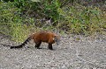 Le Coati fait partie de la famille des Procyonidae, qui compte aussi par exemple les Ratons laveurs. C'est un animal omnivore. Le Coati vit en groupe de 20 à 80 individus, dominé par une femelle... coati,pantanal,bresil. 