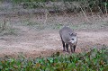 Le Tapir fait partie de la famille des Tapiridés, proche de celle des chevaux et des rhinocéros. Cet animal peut atteindre 2 mètres et peser jusqu'à 300 kg. Son ouïe et son odorat sont très développés. Il vit en solitaire dans la forêt et se déplace principalement la nuit. Il est herbivore. La gestation du Tapir est d'environ 13 mois. La femelle met au monde un petit (rarement deux) d'un poids de 7 kg. Le bébé est allaité pendant un an. Le Tapir a deux prédateurs : les félins et l'homme qui recherche son cuir et sa viande !!! tapir,pantanal,bresil. 