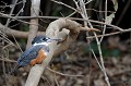 (Megaceryle torquata) martin,pecheur,ventre,roux,pantanal,bresil. 