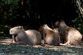  capybaras,pantanal,bresil. 
