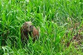  capybara,pantanal,bresil. 