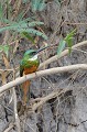 (Galbula ruficauda) De la famille des Guêpiers, le Jacamar à queue rousse est un magnifique oiseau, très coloré, qui se nourrit d'insectes capturés en vol... jacamar,queue,rousse,pantanal,bresil. 