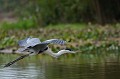 (Ardea cocoi) heron,cocoi,pantanal,bresil. 