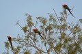 (Arara-vermelha-grande) L'Ara rouge est aussi appelé "Ara Macao". Il mesure près d'un mètre et pèse jusqu'à 1,5 kg, se nourrit de fruits, de noix de palmiers et de graines. Il vit dans les zones boisées, installe son nid dans les arbres creux. La femelle pond 1 à 4 œufs, incubés pendant un mois. Les oisillons séjournent au nid pendant 14 semaines... ara,rouge,pantanal,bresil. 