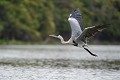 (Ardea cocoi) heron,cocoi,pantanal,bresil. 