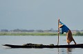 Chaque jour, les Inthas vont sur le lac, rechercher des algues, destinées à enrichir la terre des jardins flottants... lac,inle,myanmar,birmanie. 
