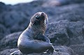 L'Otarie des Galápagos partage son territoire avec son proche parent, l'Otarie à fourrure. Originaire des régions antarctiques, l'Otarie à fourrure est dotée d'un double manteau de longs poils protecteurs, garni d'un sous-poil épais. Lorsqu'elle plonge en eau profonde, elle est isolée du froid, grâce à la couche d'air située entre les deux épaisseurs. otarie,fourrure,galapagos,equateur. 