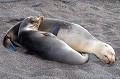  otaries,galapagos,equateur. 